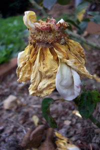 Image of Dead Flower from freeimages.com titled, "Fall Time Rose"